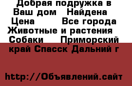 Добрая подружка,в Ваш дом!!!Найдена › Цена ­ 10 - Все города Животные и растения » Собаки   . Приморский край,Спасск-Дальний г.